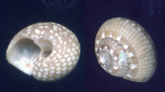 Gibbula nivosa